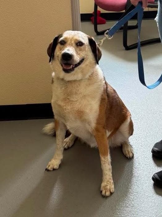 Maggie- In Foster - Australian Cattle Dog/Blue Heeler