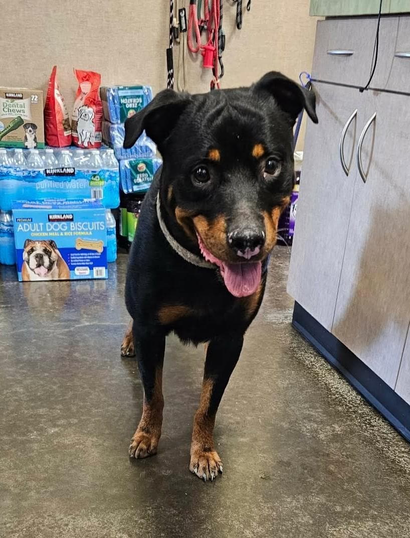 Found Stray Eragon - Rottweiler