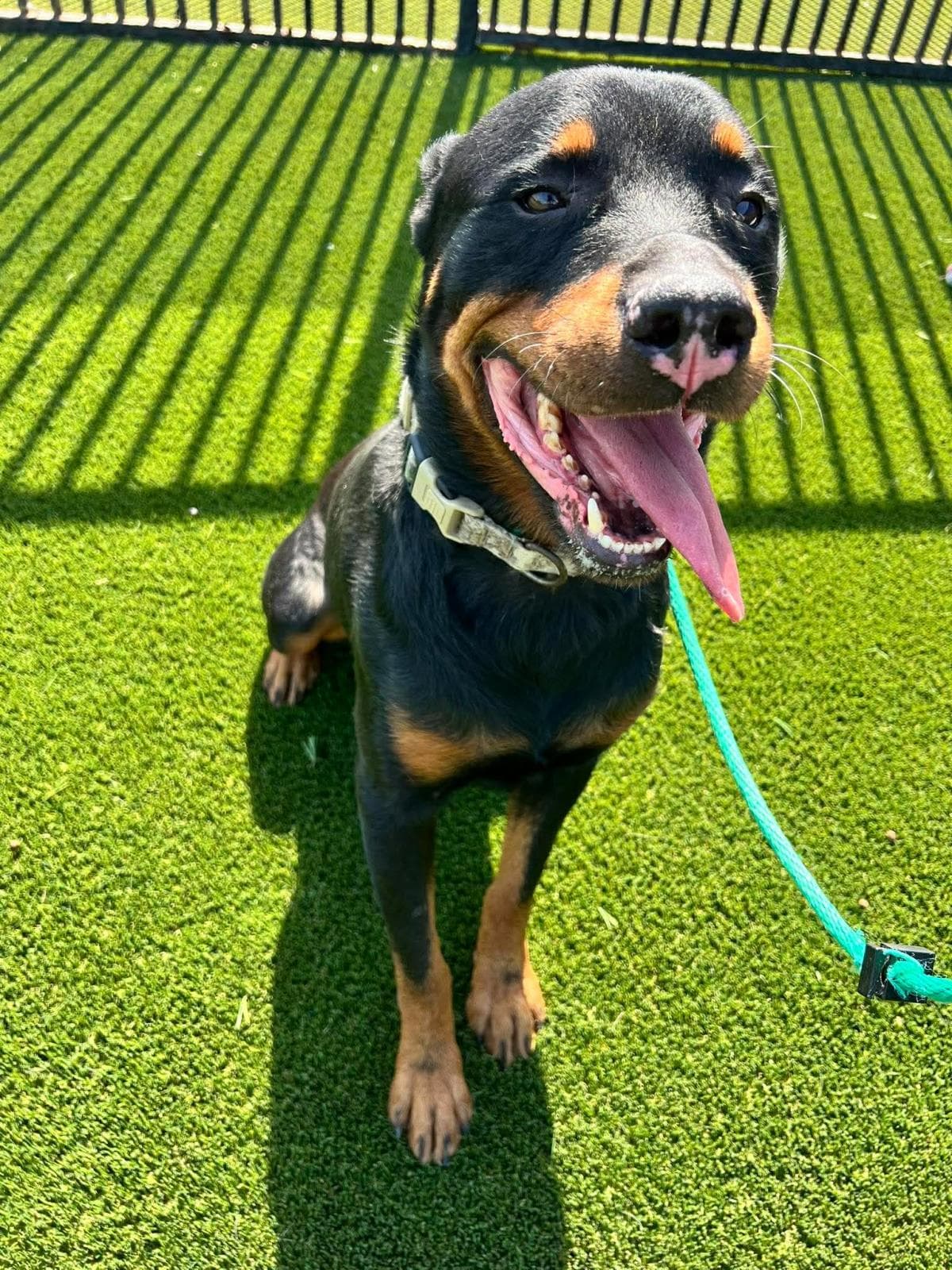 Found Stray Eragon - Rottweiler