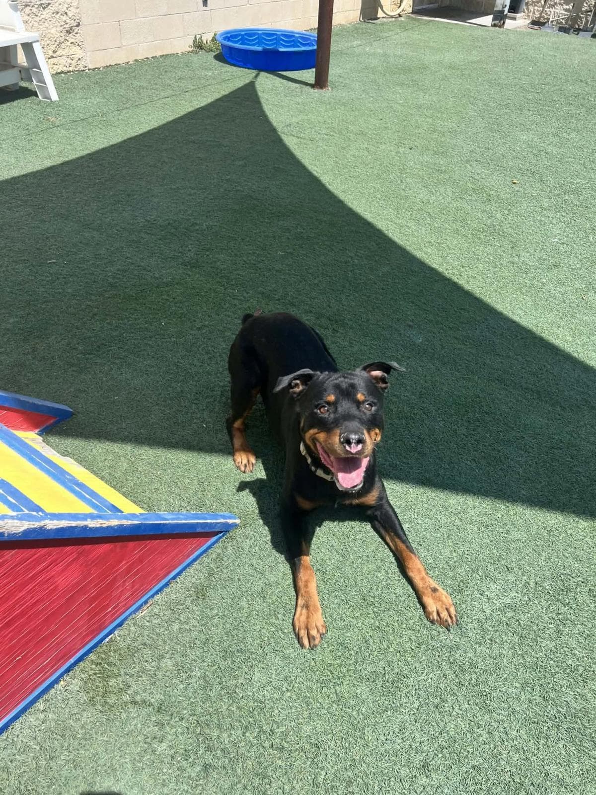 Found Stray Eragon - Rottweiler