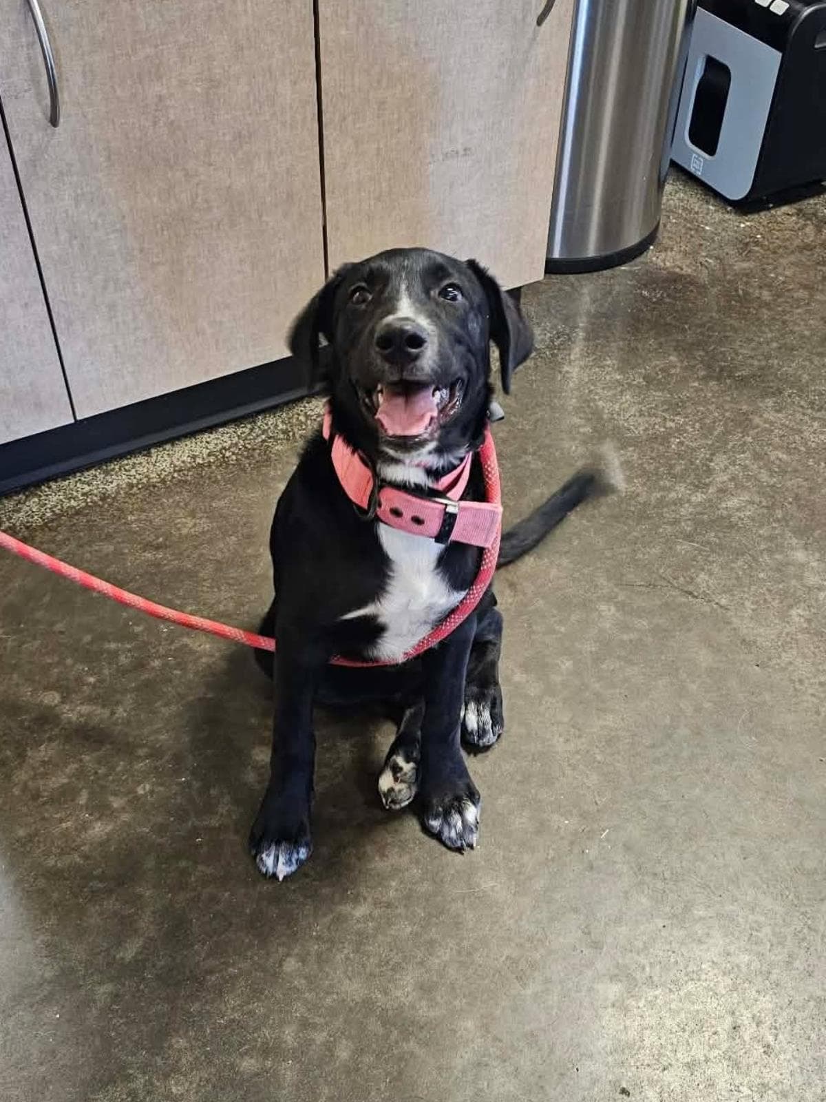 Found Stray Dixie - Flat-coated Retriever