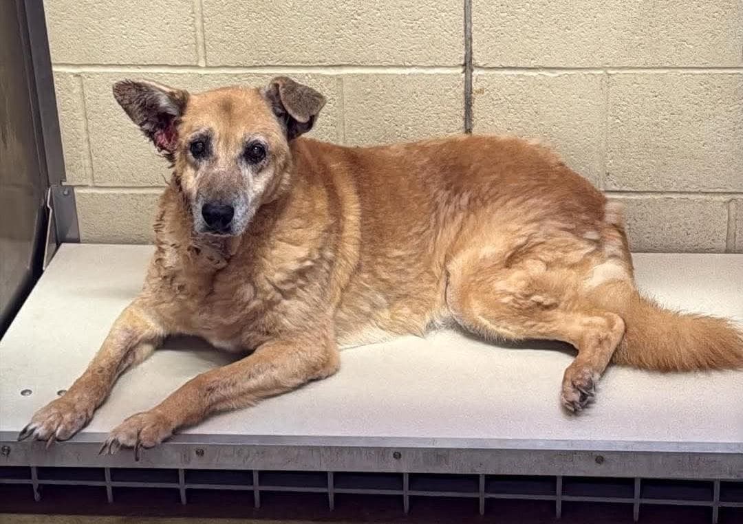 Found Stray Rusty - Shepherd