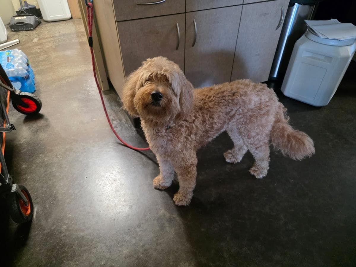 Found Stray Taffy - Golden Retriever