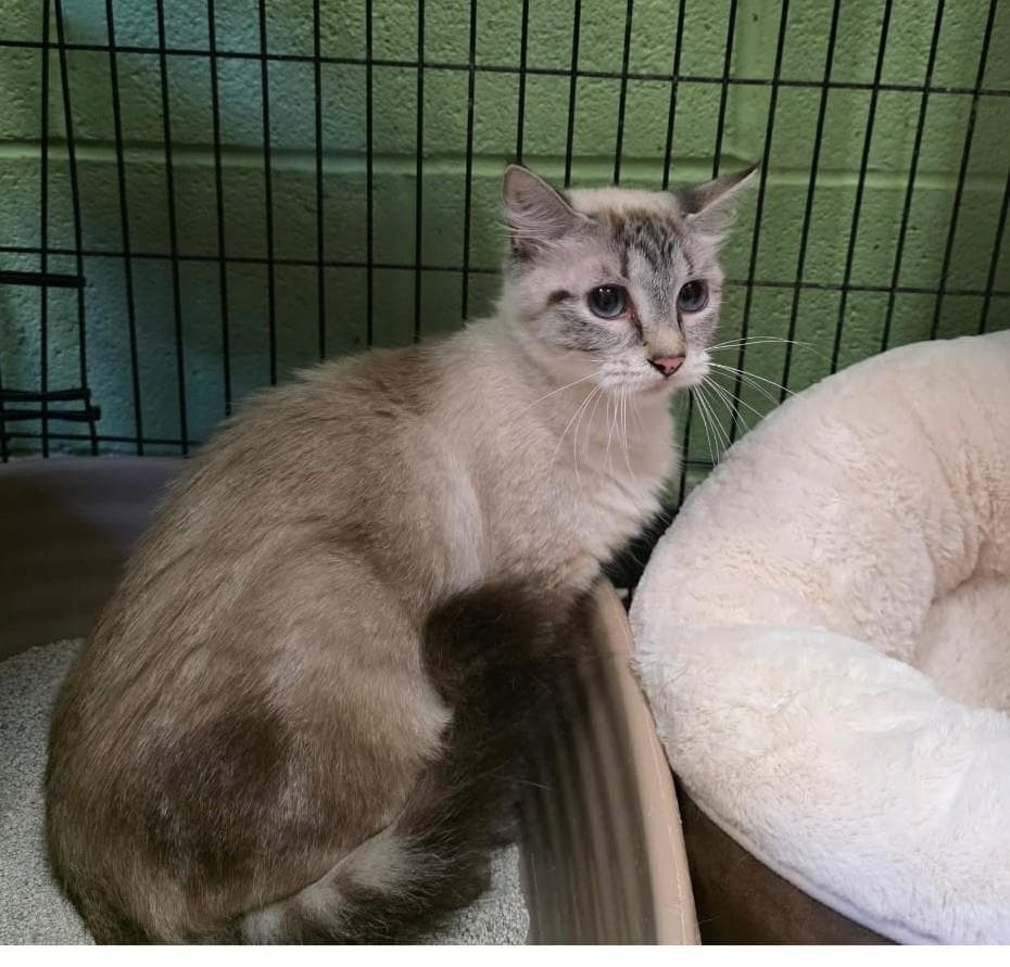 Sheeva - Domestic Short Hair