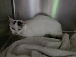 Sally image 1