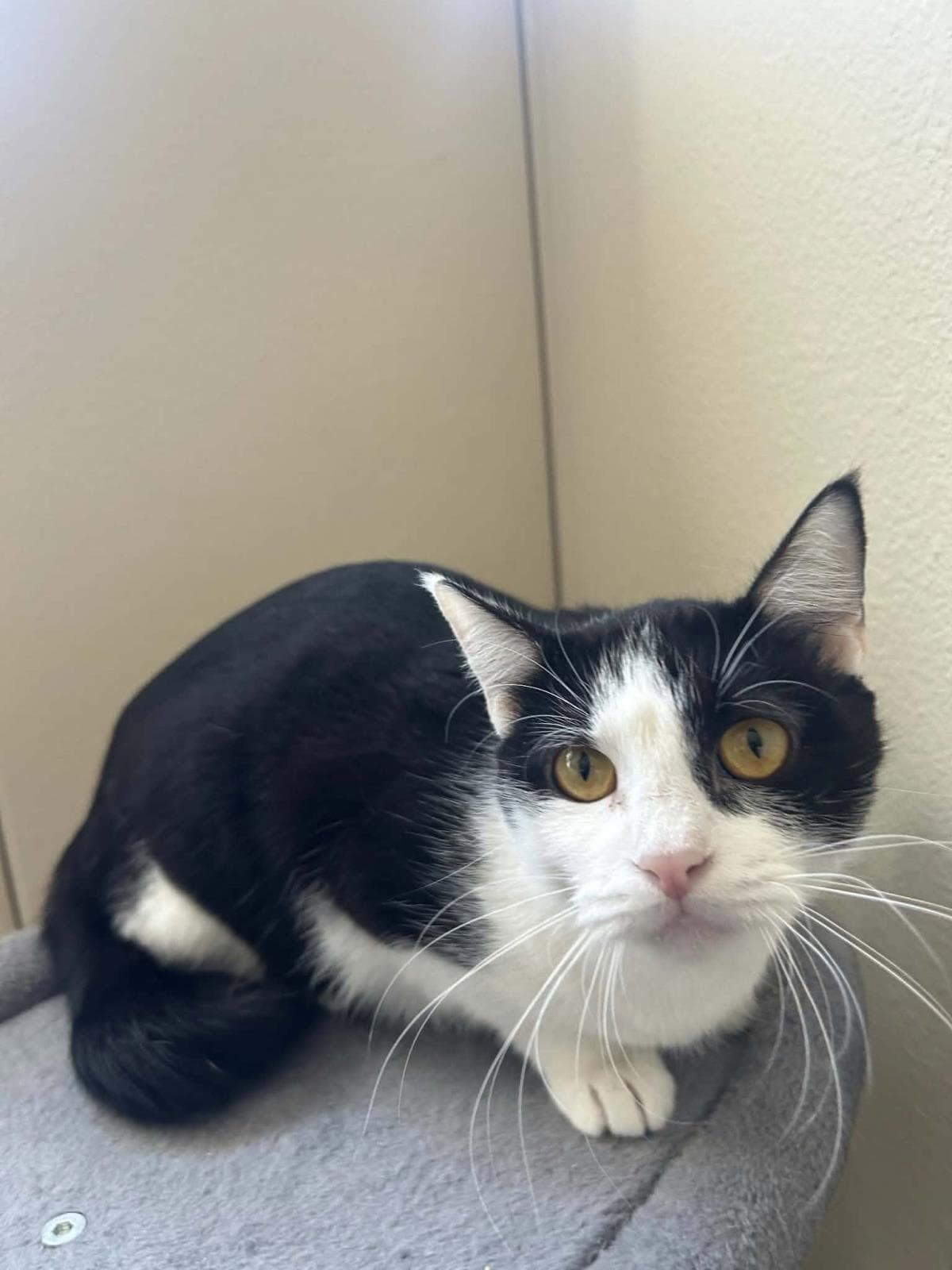 Cynthia - Domestic Short Hair