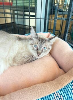 Felicia image 1