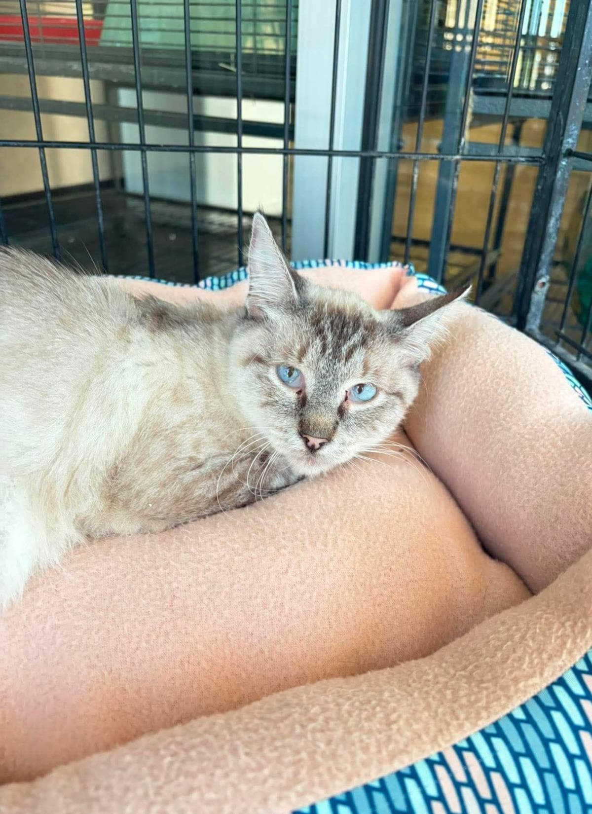 Felicia - Domestic Medium Hair