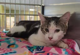 Callie image 1