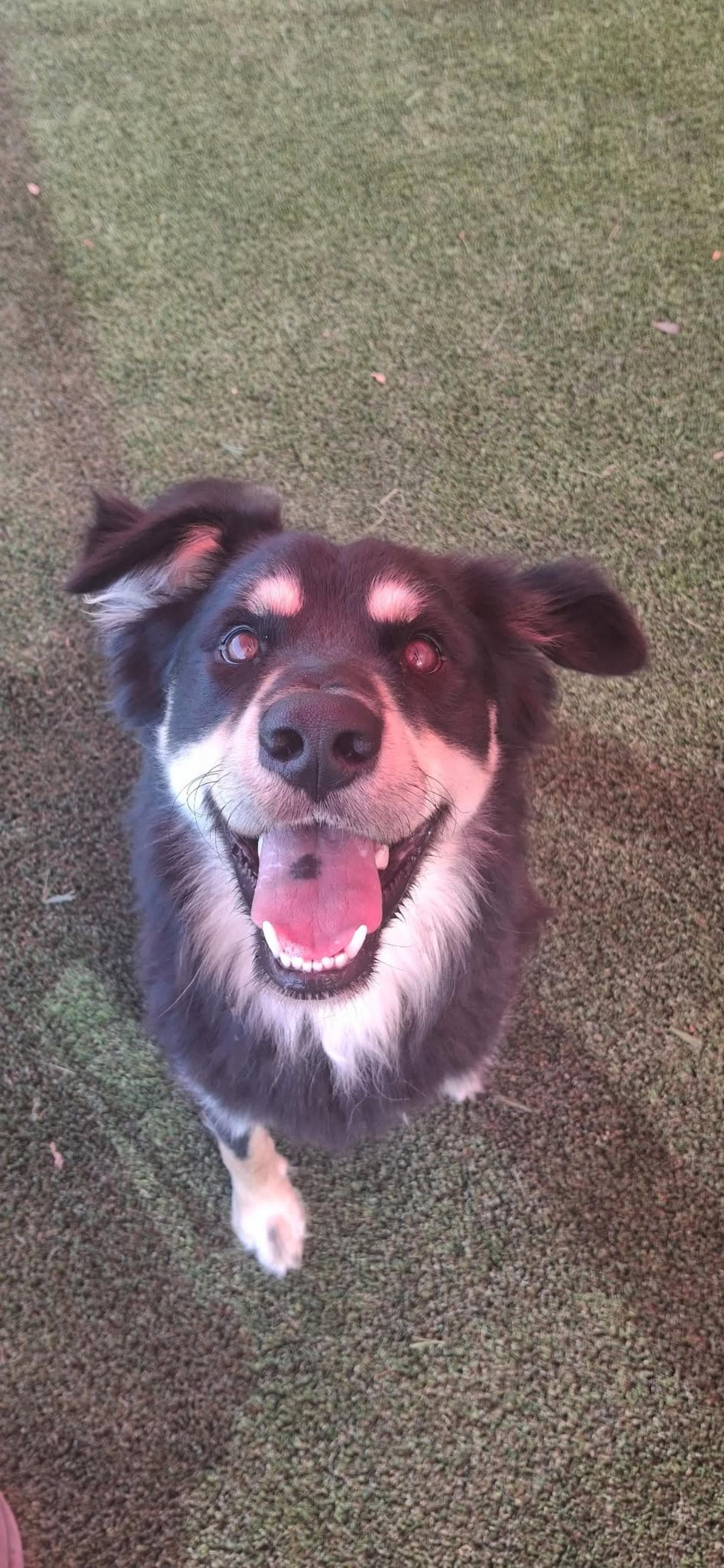 Found Stray Garrick - Australian Shepherd