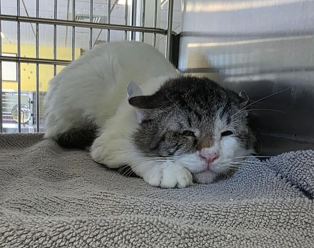 Number - Domestic Medium Hair