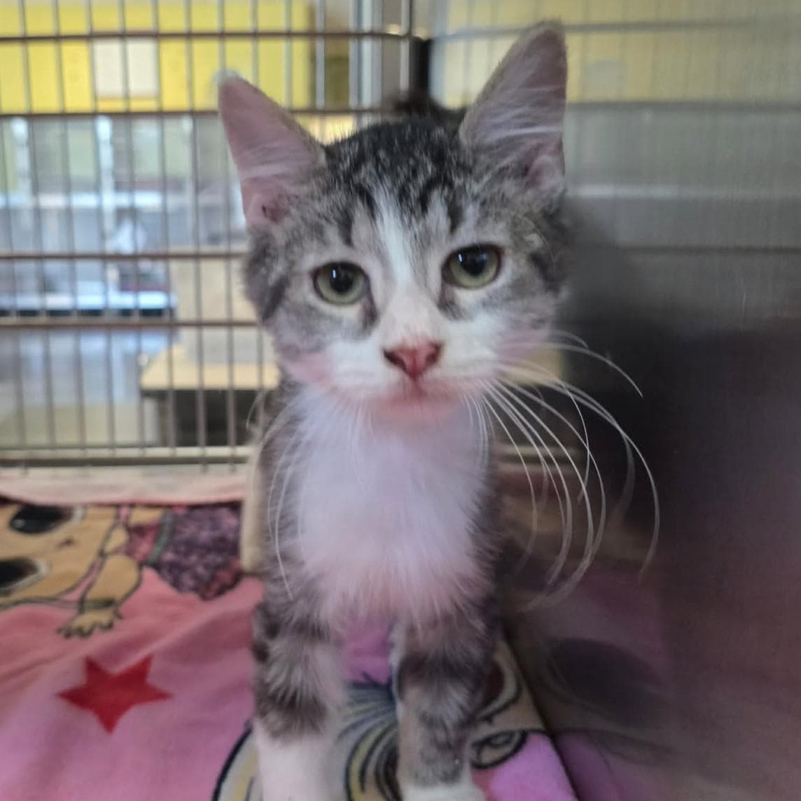 Number - Domestic Short Hair