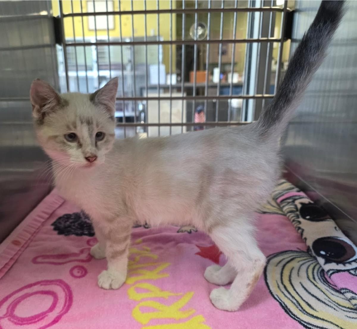 Number - Domestic Medium Hair