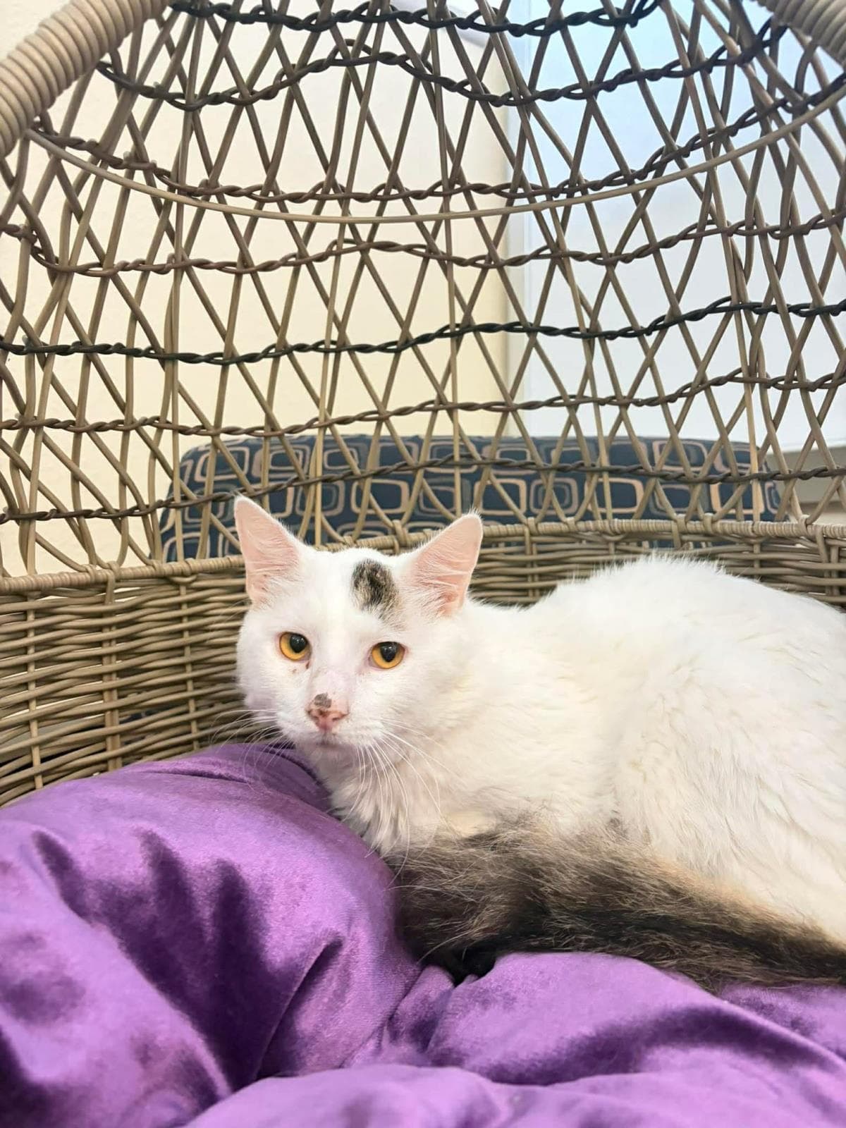 Number - Domestic Medium Hair