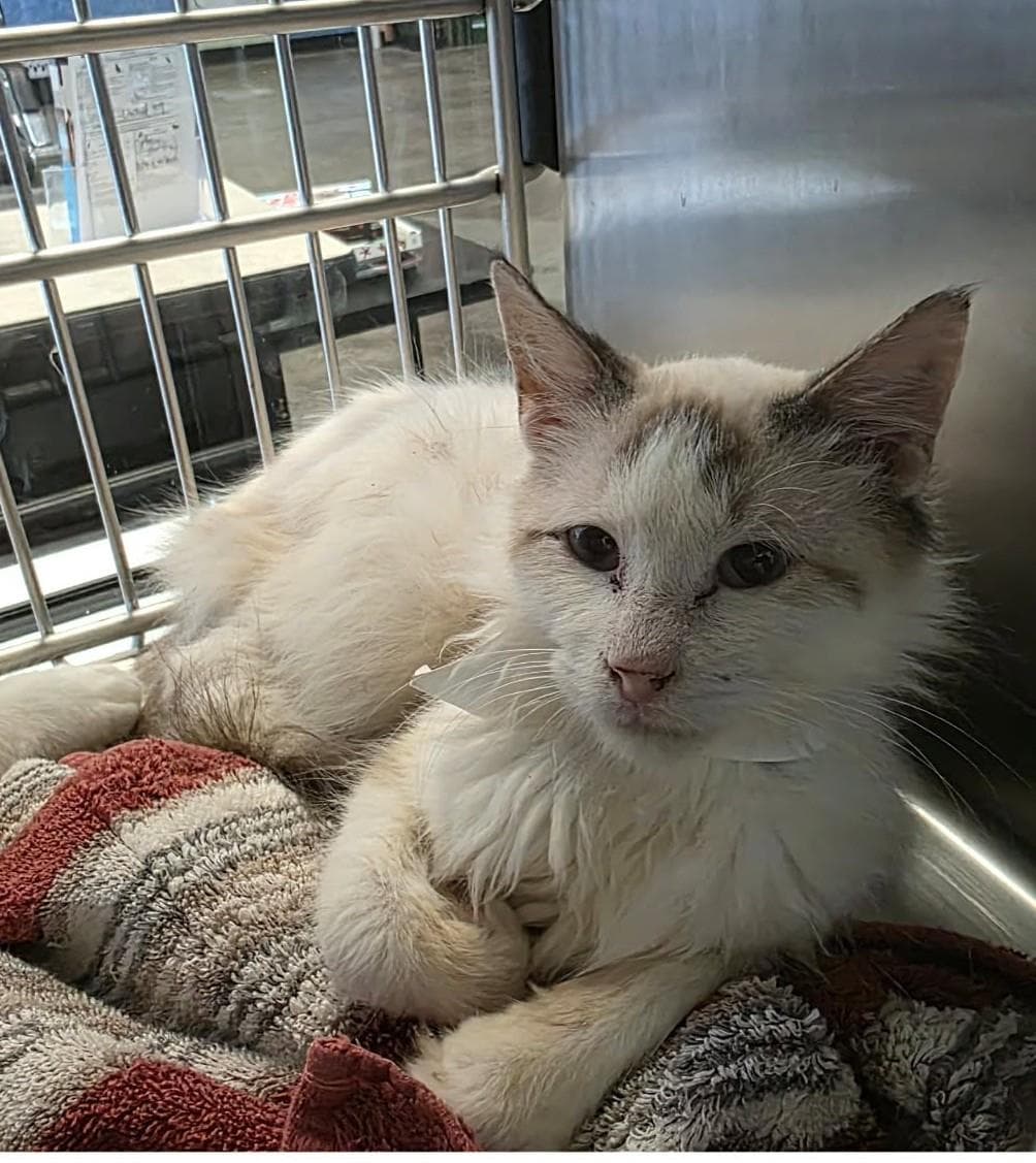Jim - Domestic Medium Hair