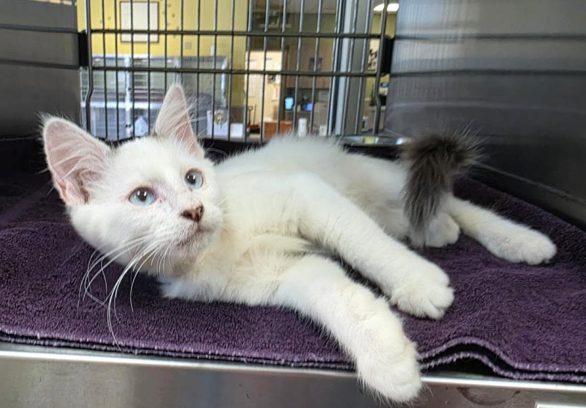 Melody - Domestic Short Hair