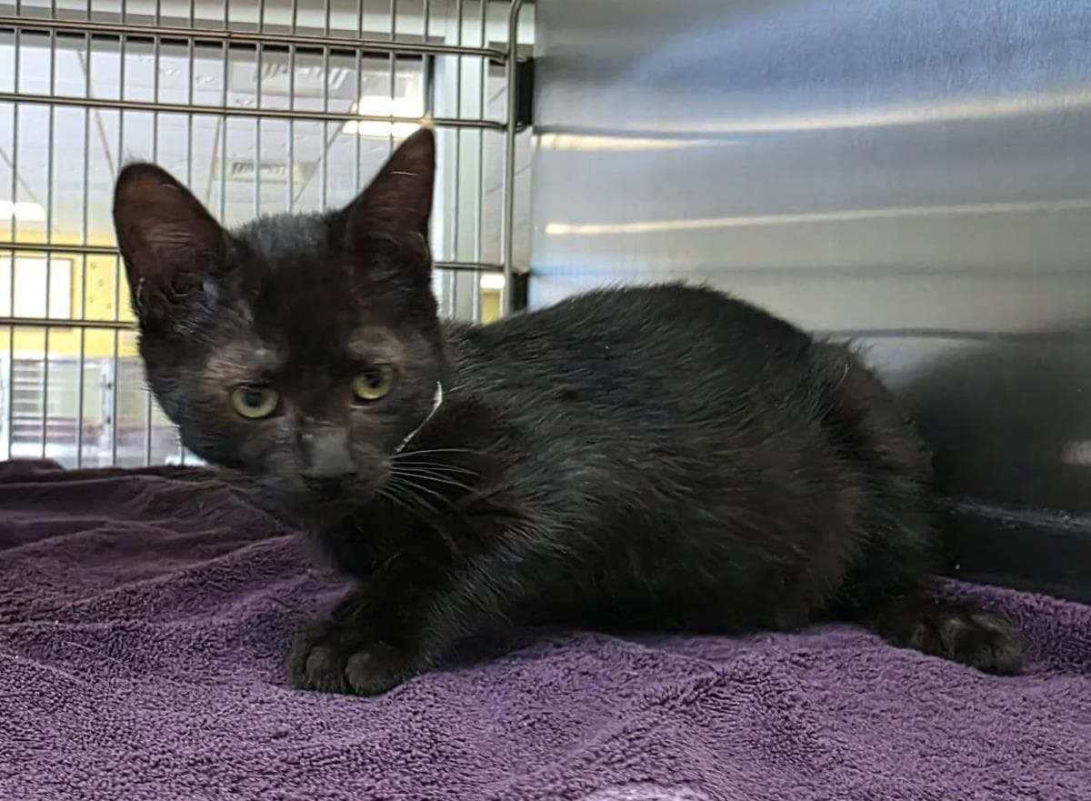 Nicole - Domestic Short Hair