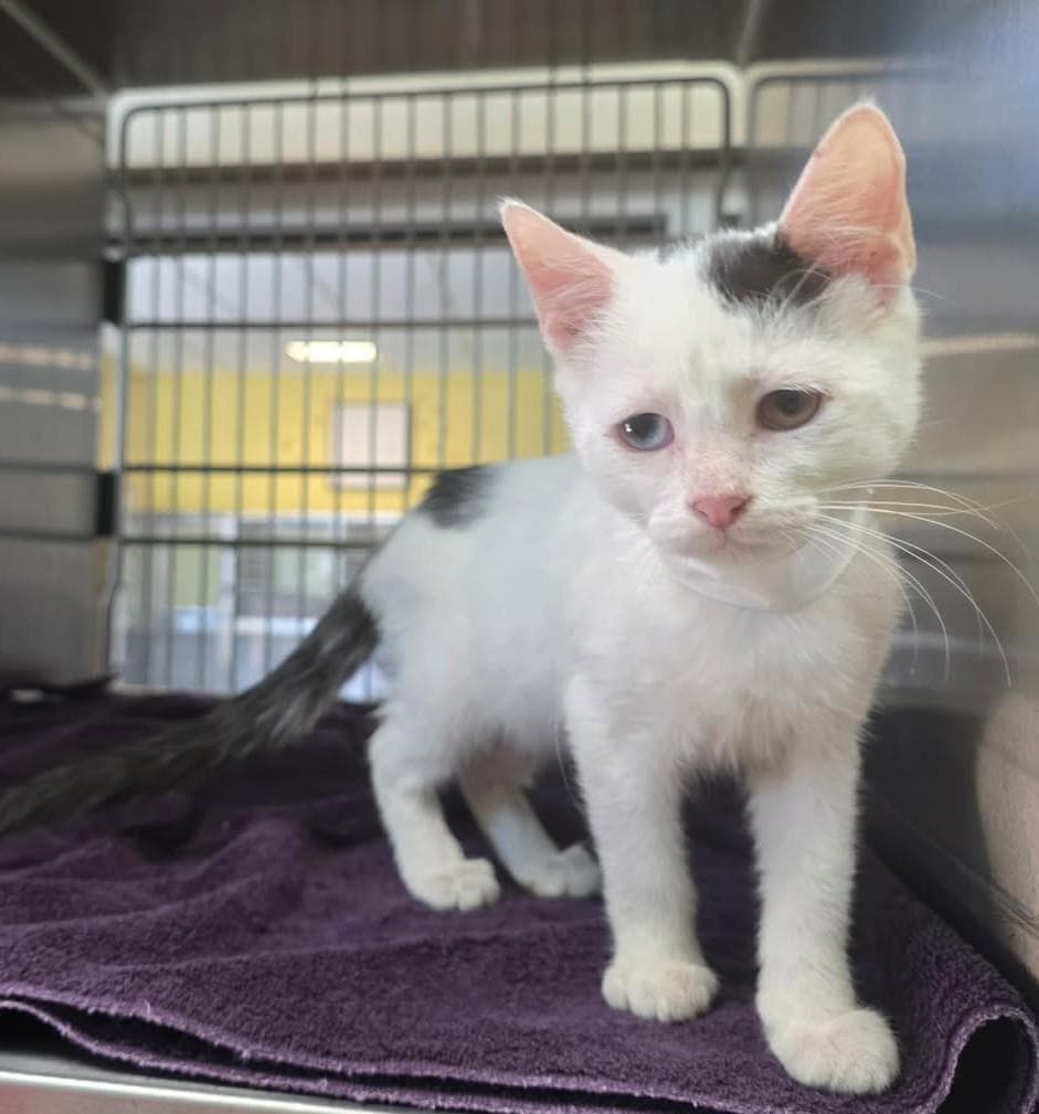 Ashley - Domestic Short Hair