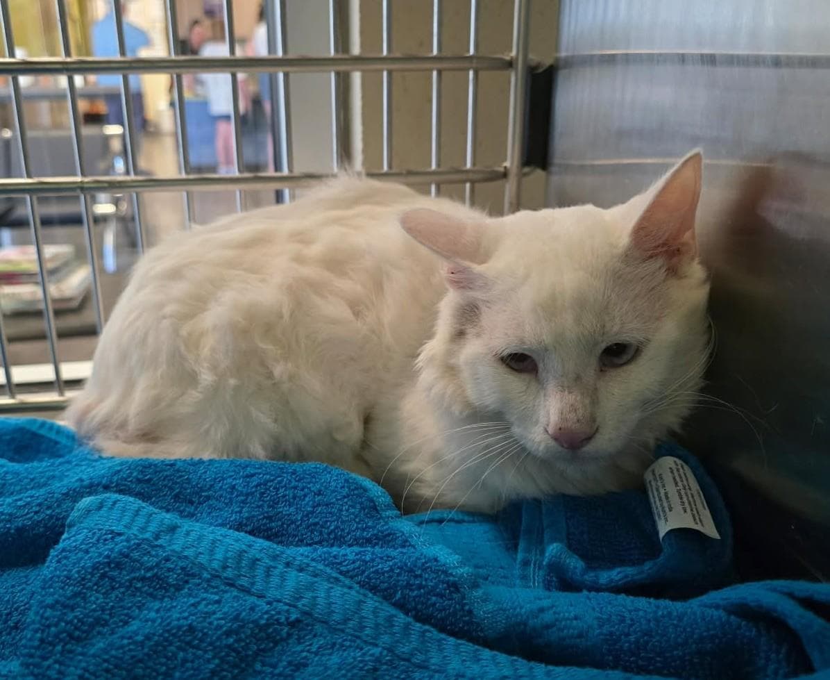 Phillip - Domestic Medium Hair