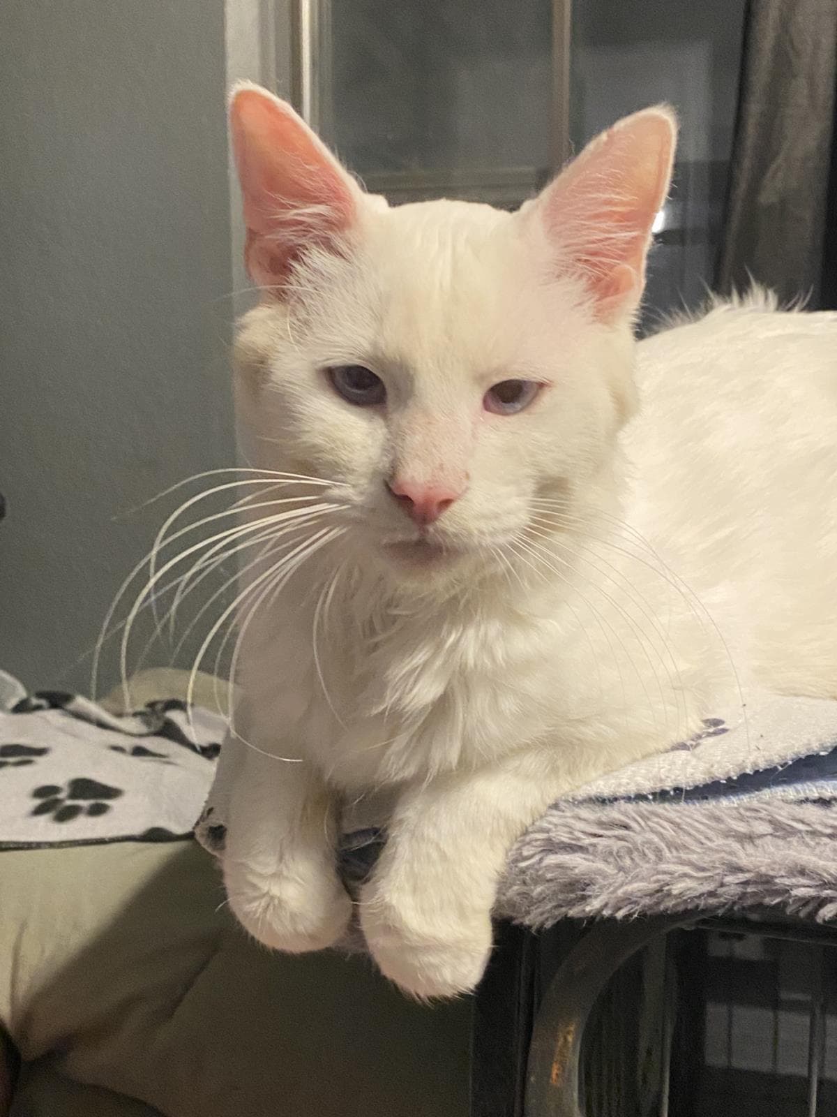 Phillip - Domestic Medium Hair