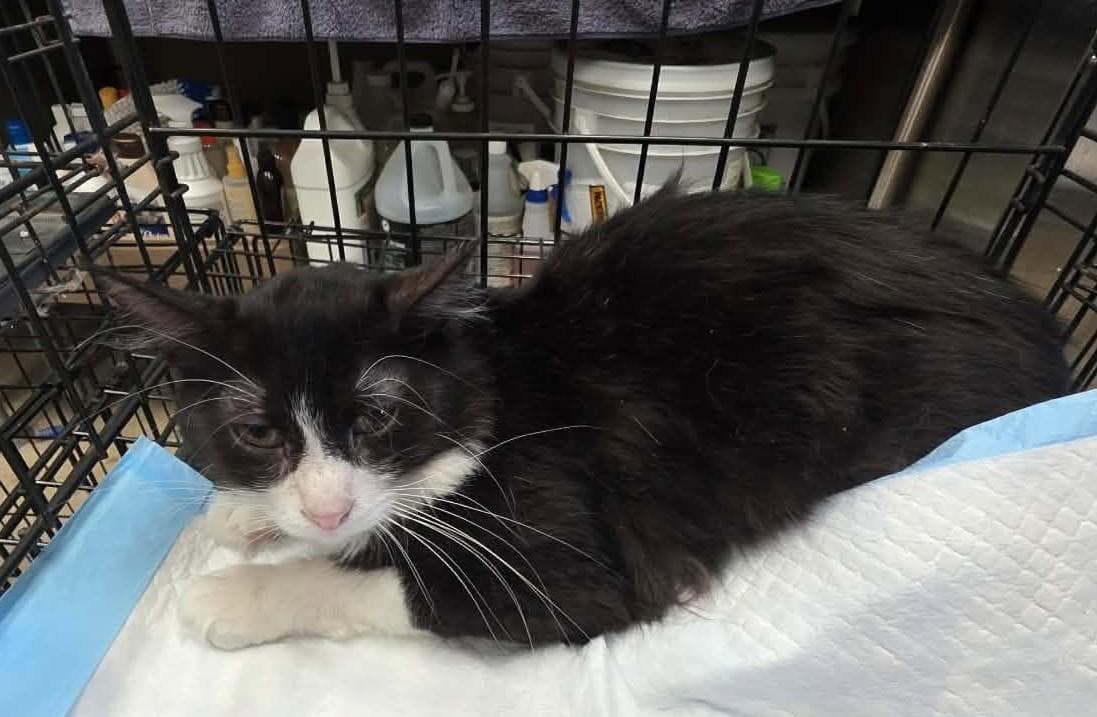 Julian - Domestic Medium Hair