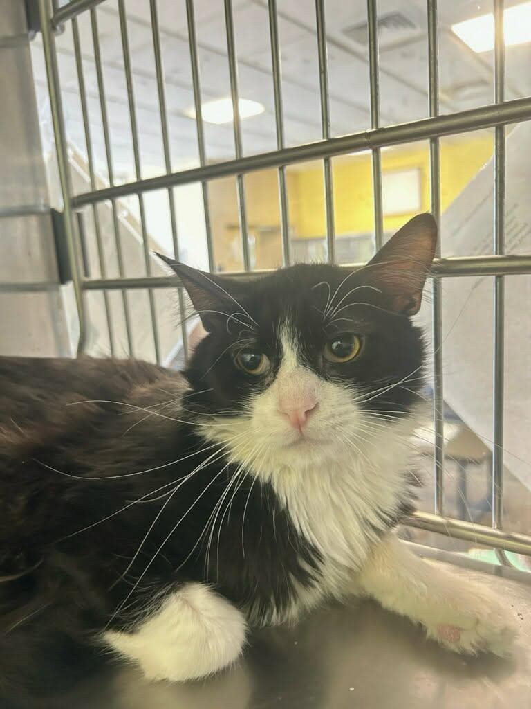 Julian - Domestic Medium Hair