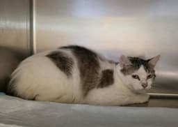 Wilma image 1