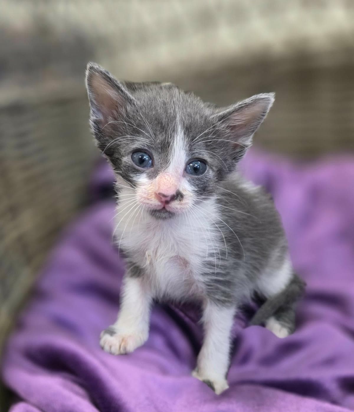 Star Dust- In Foster Care - Domestic Short Hair