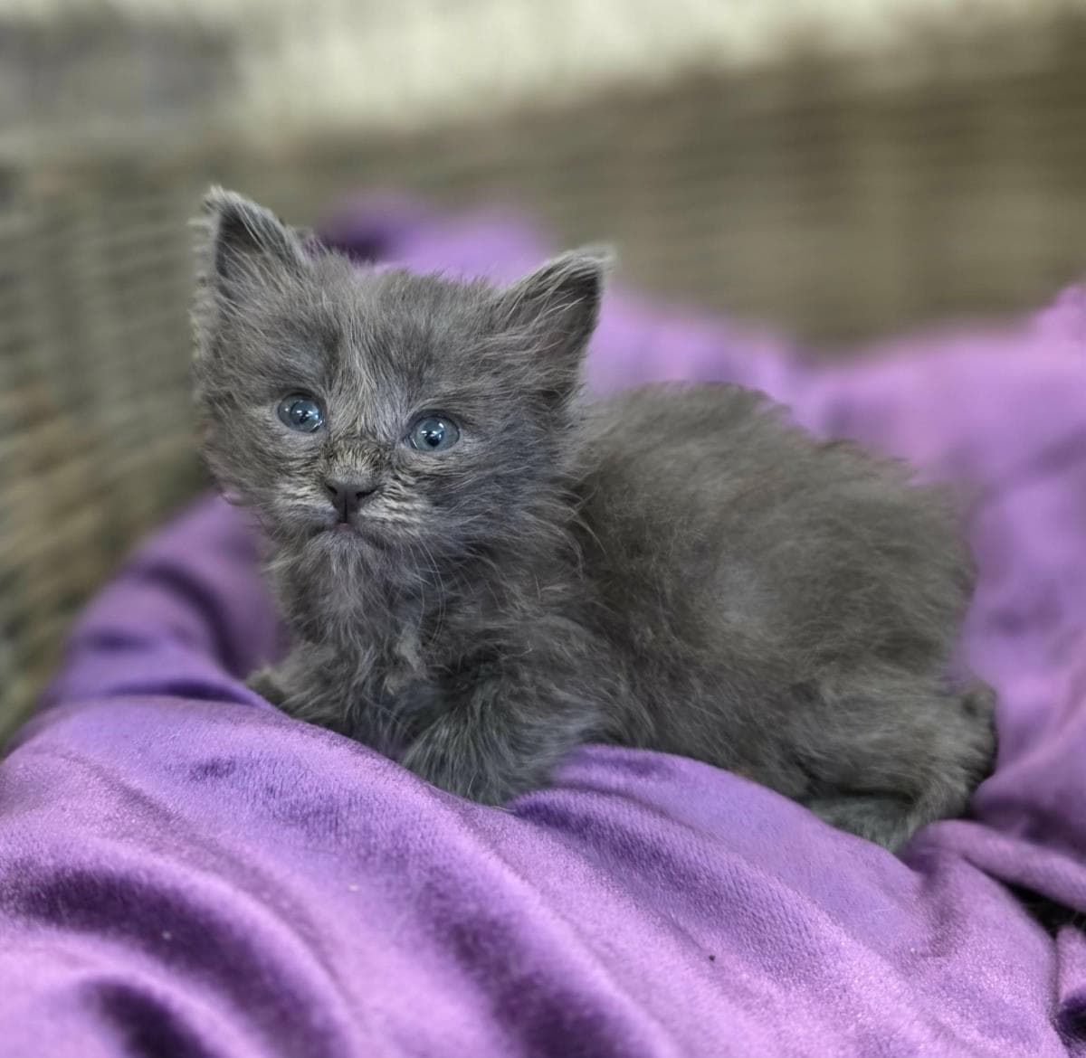 Sparkler-In Foster Care - Domestic Short Hair