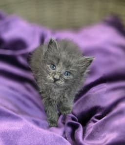 Sparkler-In Foster Care image 2