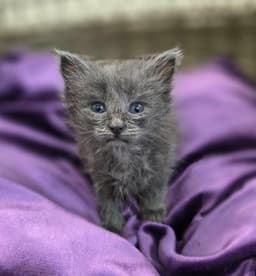 Sparkler-In Foster Care image 3