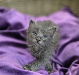 Sparkler-In Foster Care image 4