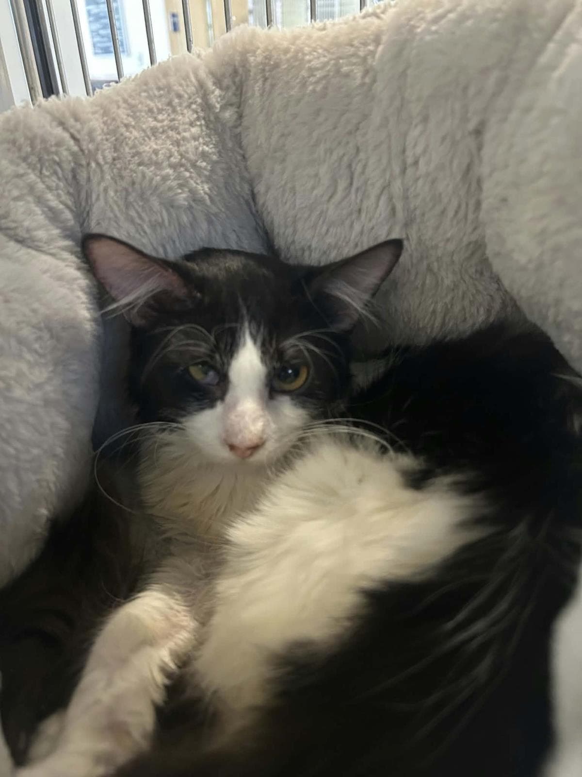 William - Domestic Medium Hair