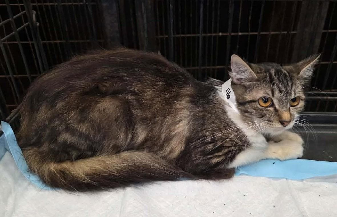 Betty - Domestic Short Hair