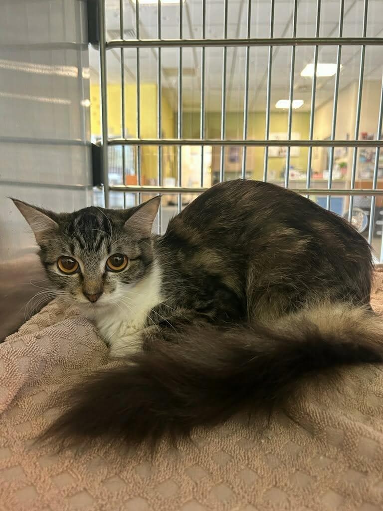 Betty - Domestic Short Hair