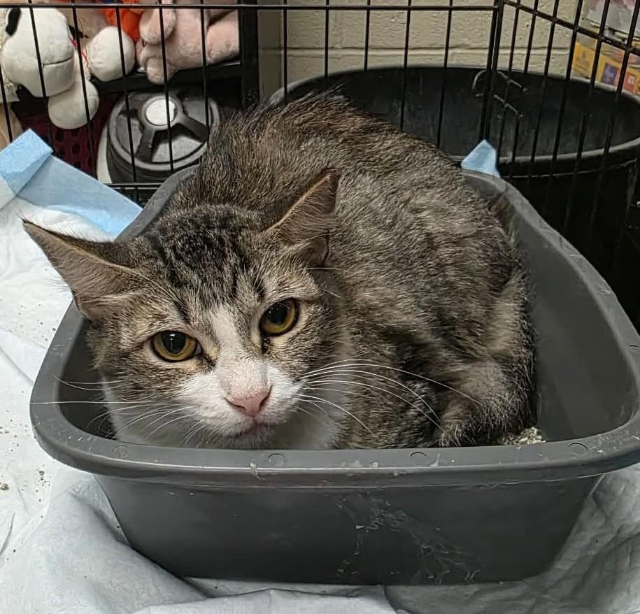 Sonoma - Domestic Medium Hair