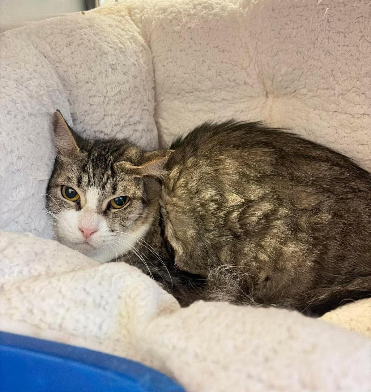 Sonoma - Domestic Medium Hair
