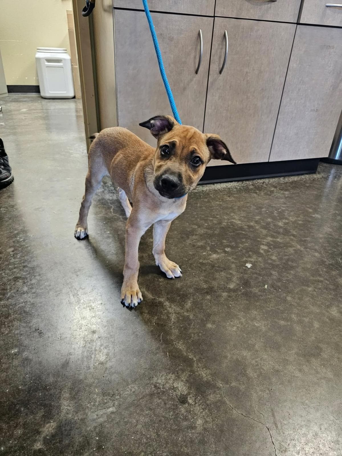 Found Stray Duncan - Black Mouth Cur