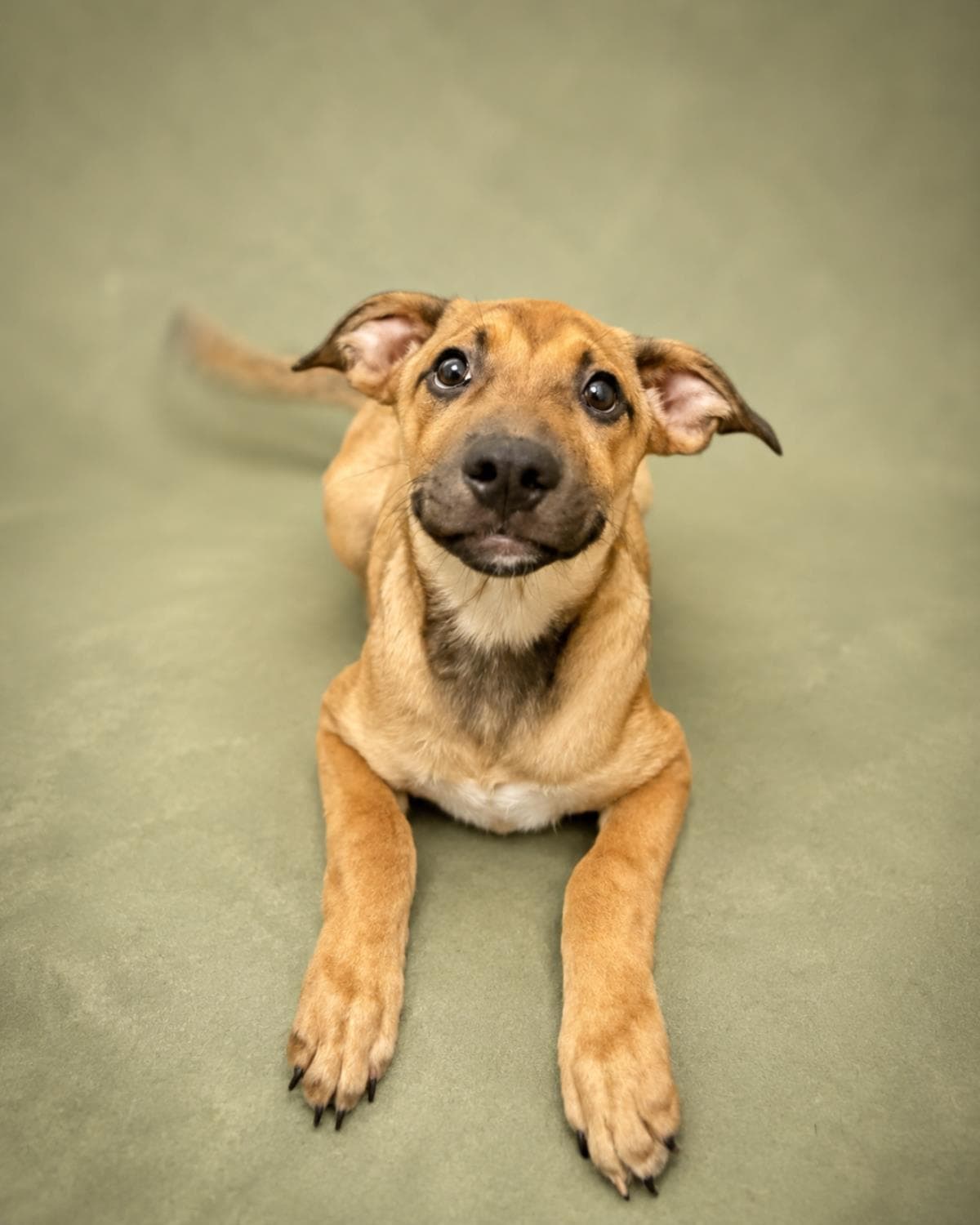 Found Stray Duncan - Black Mouth Cur