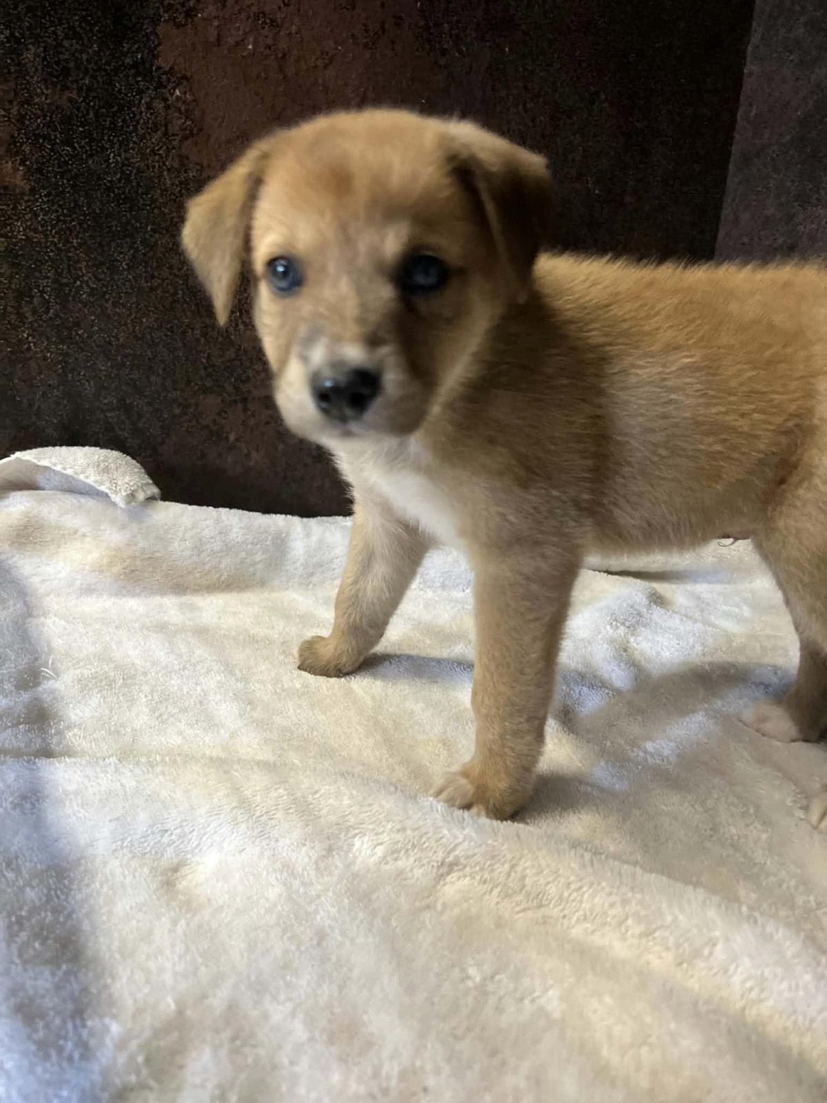 Sawyer - Golden Retriever