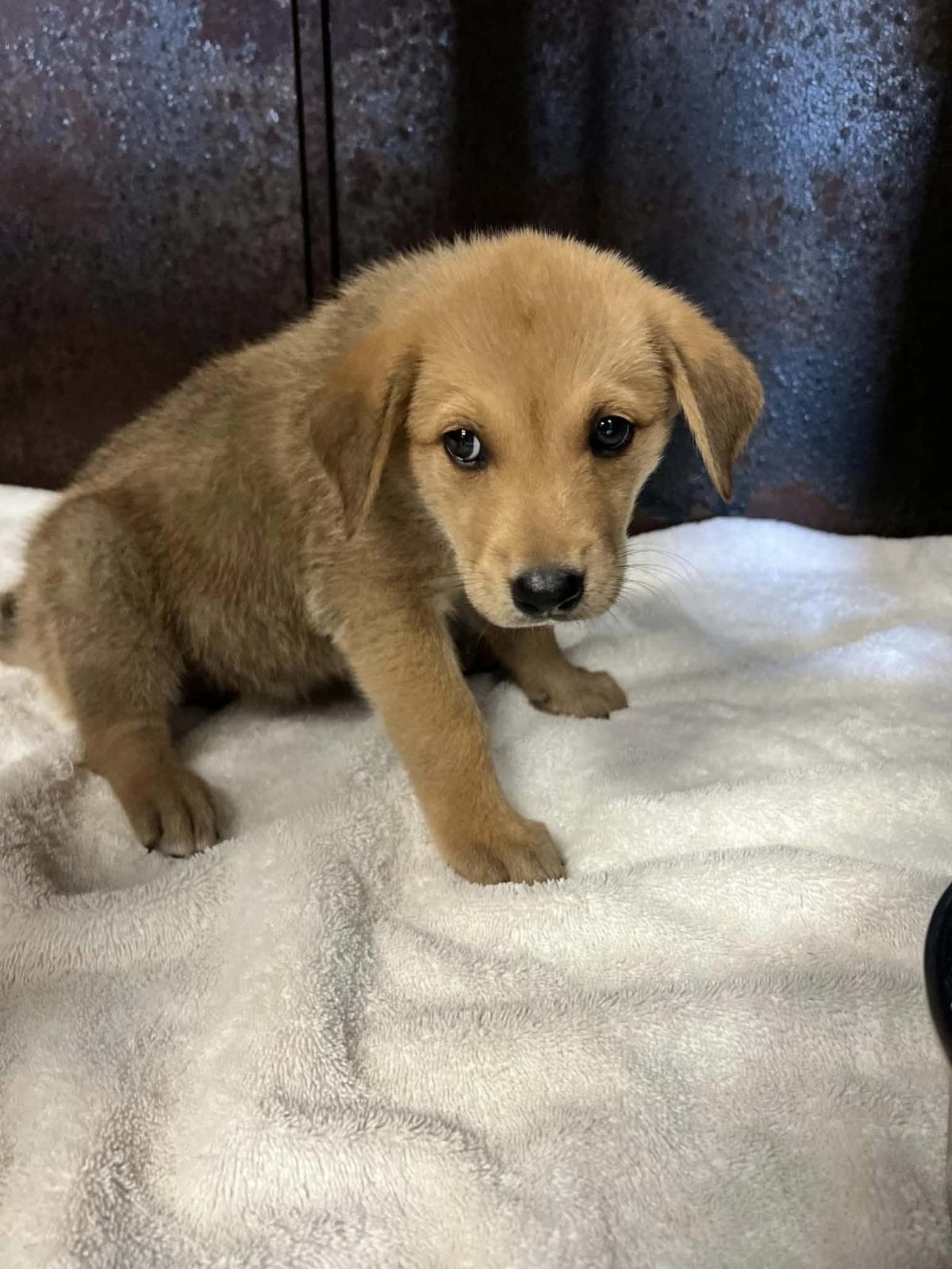 Savannah - Golden Retriever