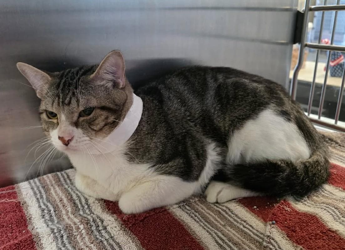 Neil - Domestic Short Hair