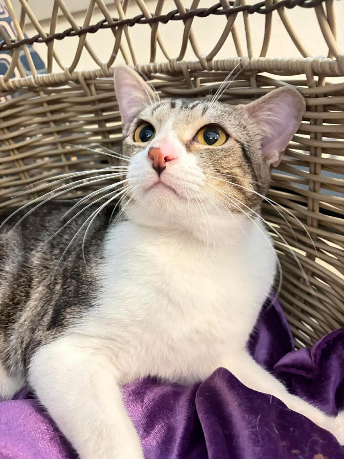 Neil - Domestic Short Hair