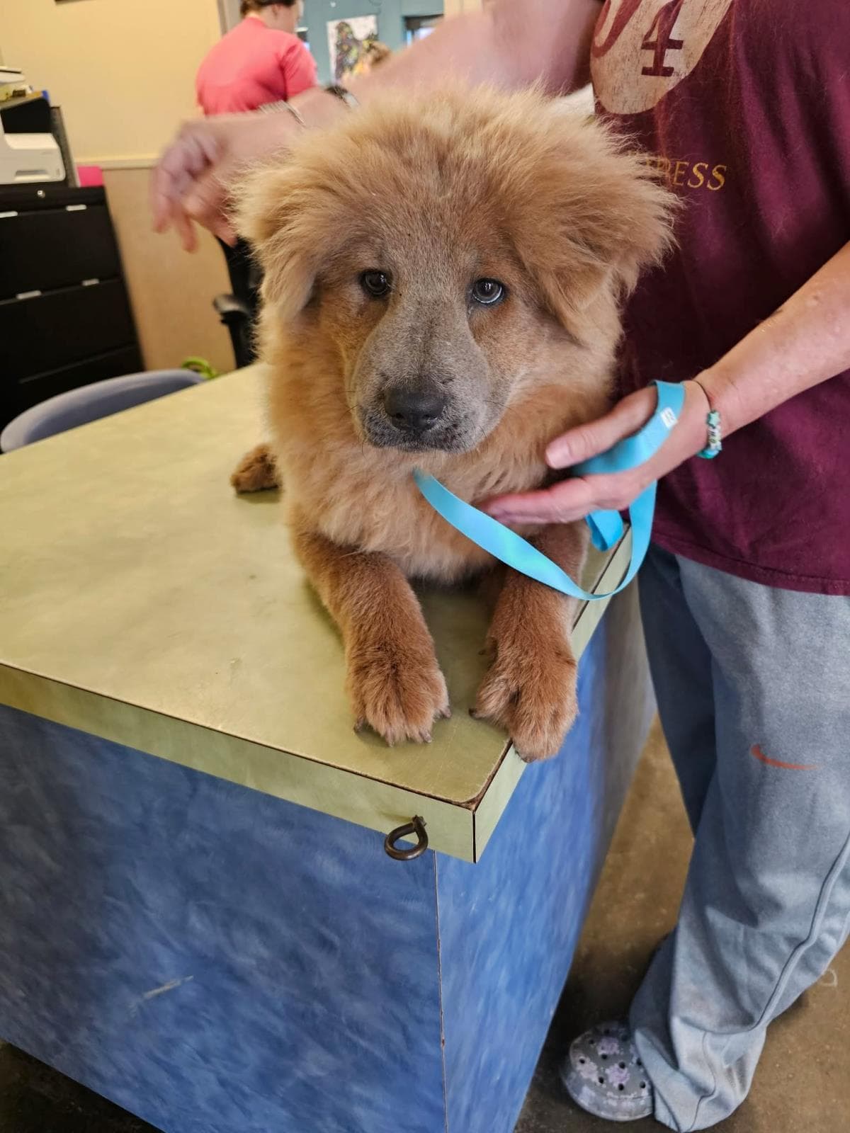 Found Stray Kiko - Chow Chow