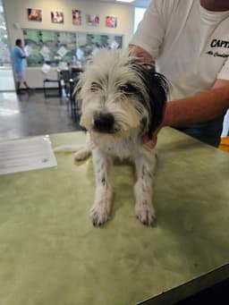 Found Stray Dottie image 1