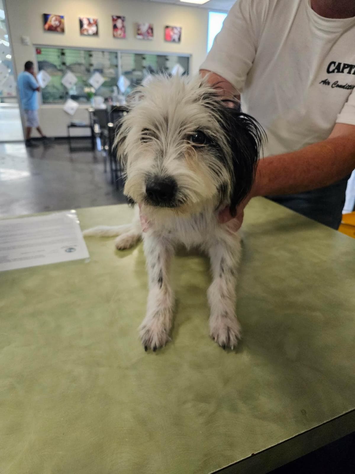 Found Stray Dottie - Soft-Coated Wheaten Terrier
