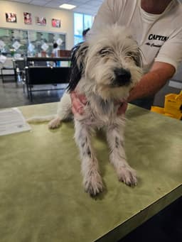 Found Stray Dottie image 2