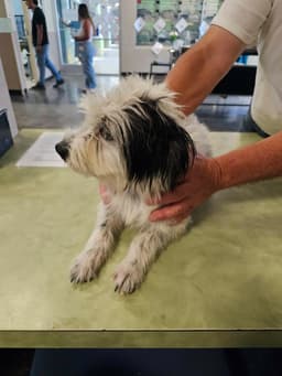 Found Stray Dottie image 4