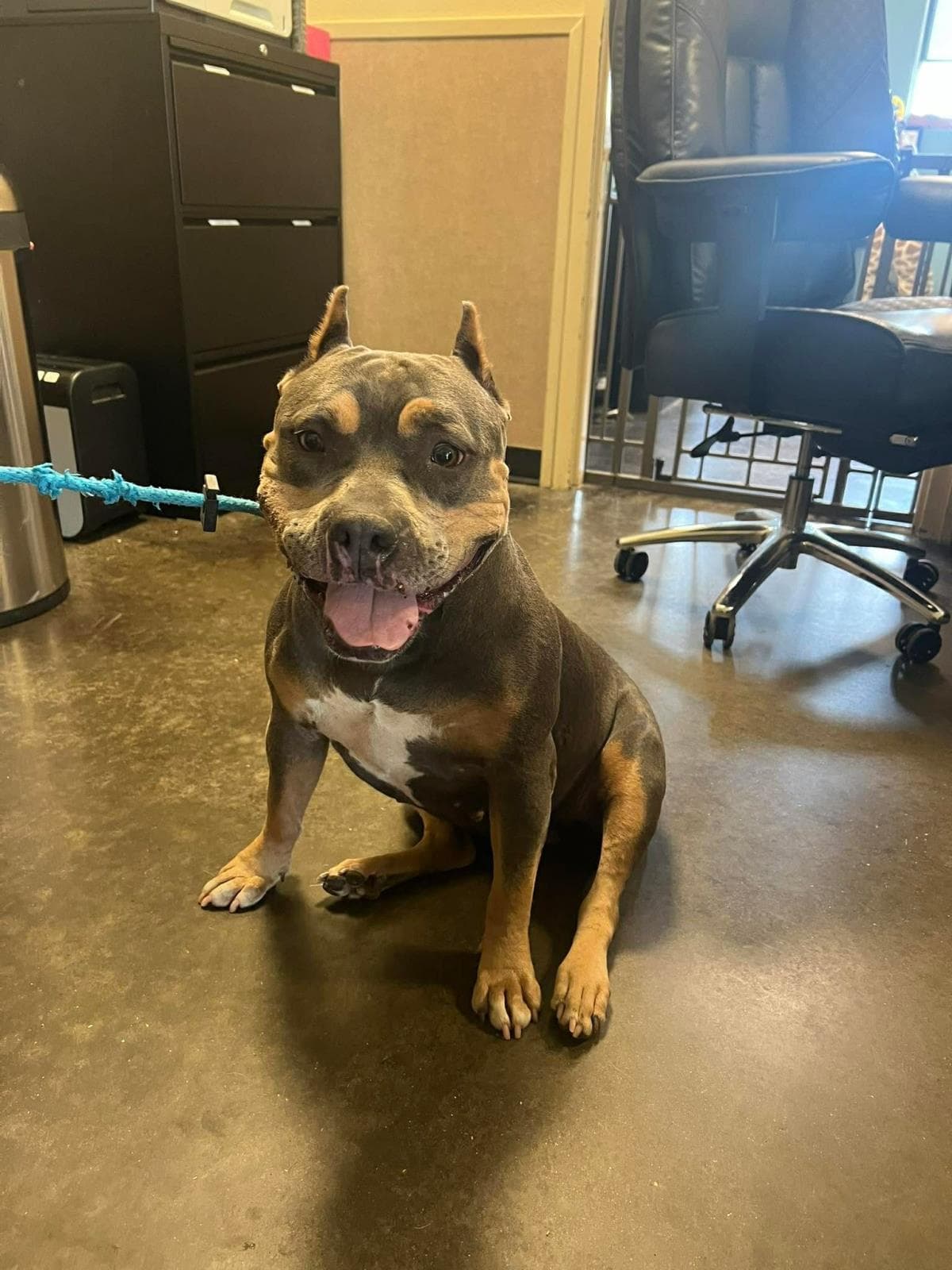 Found Stray Nadia - Bulldog