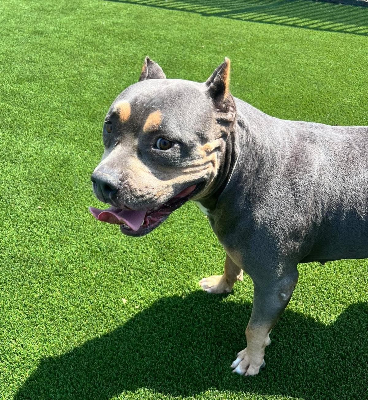Found Stray Nadia - Bulldog